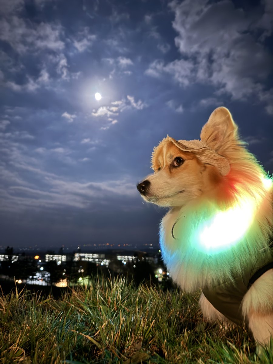 mocosuke1106's tweet image. 11月5日はスーパームーンでござる

#コーギー #corgi