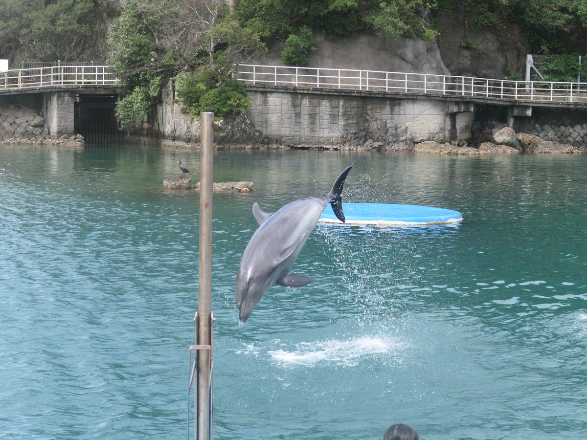 おきくらげ on X