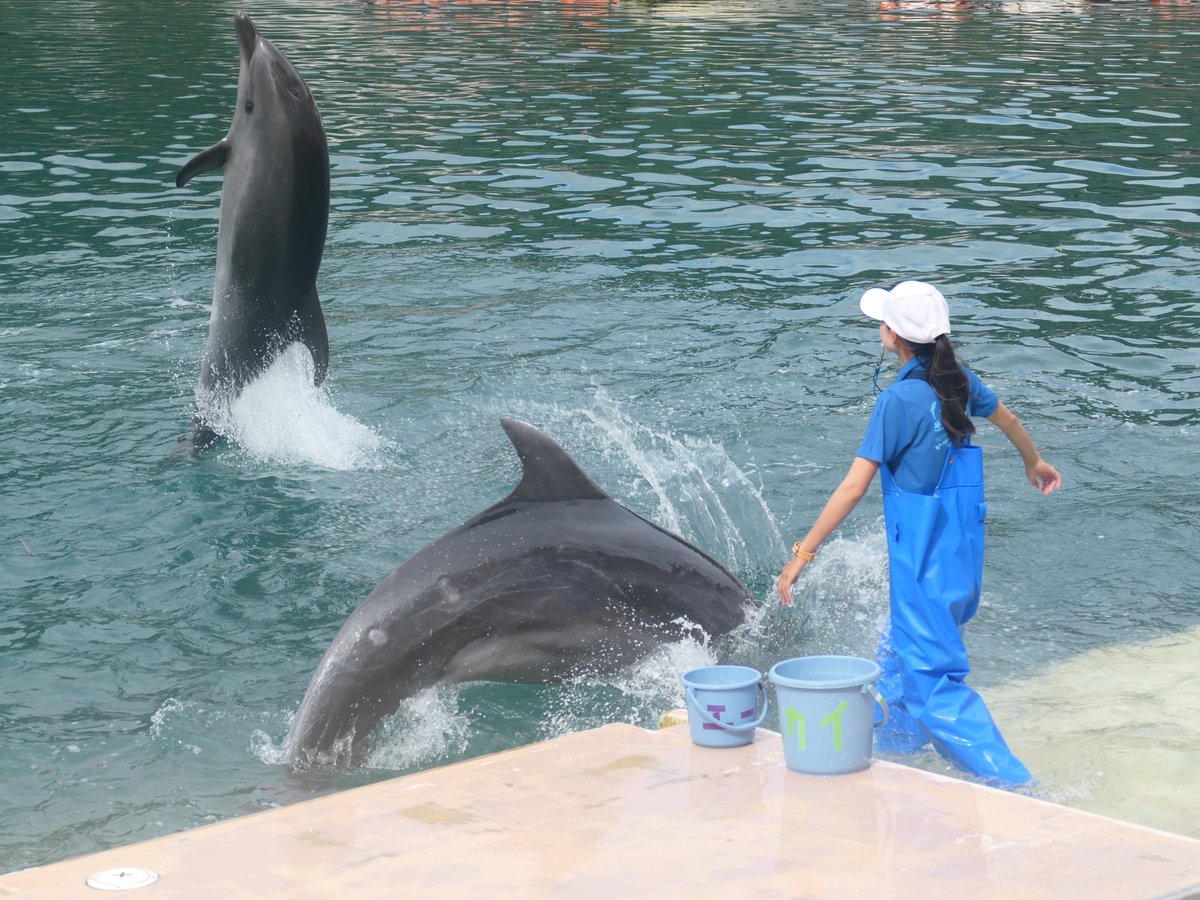 おきくらげ on X