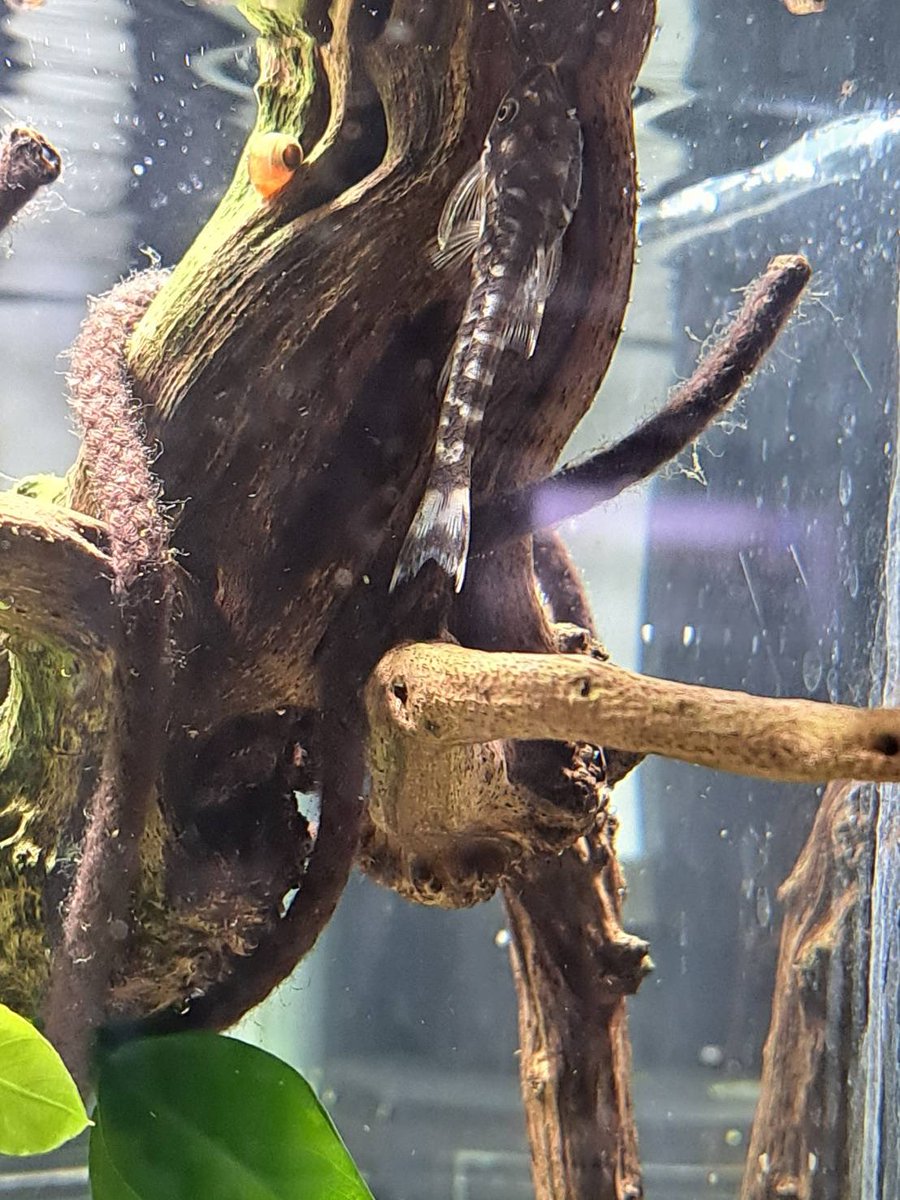 【たけとら】 たけとら🦭 (@t_a_k_e_t_o_r_a) / Posts / X