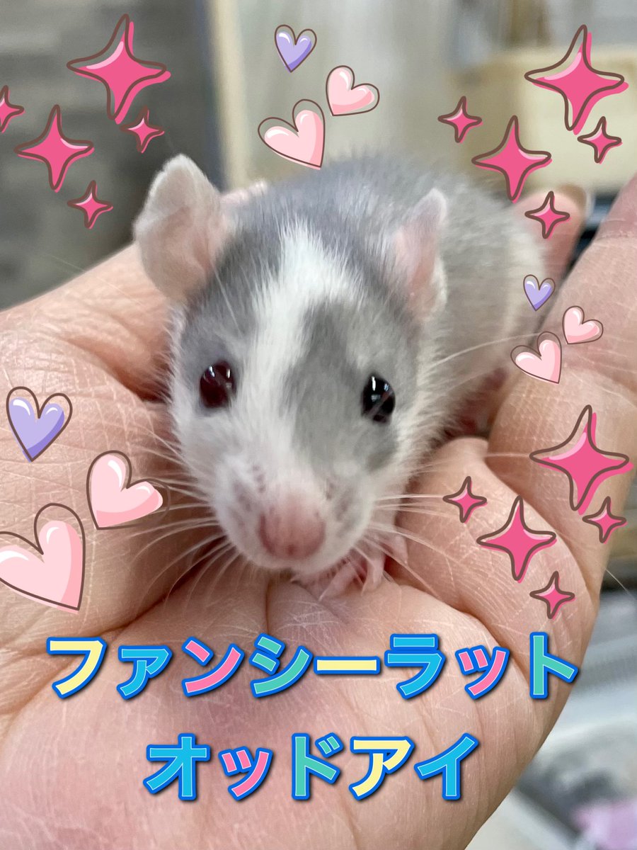 ねこ屋 様 CoCo Colors 11/16WAF群馬 on X