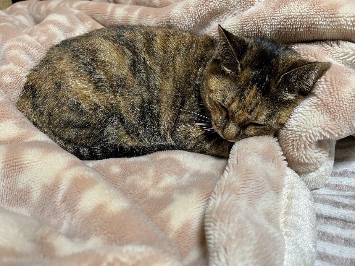 布団・毛布 momotyan 楽天市場】【ZIP!キテルネで紹介されました