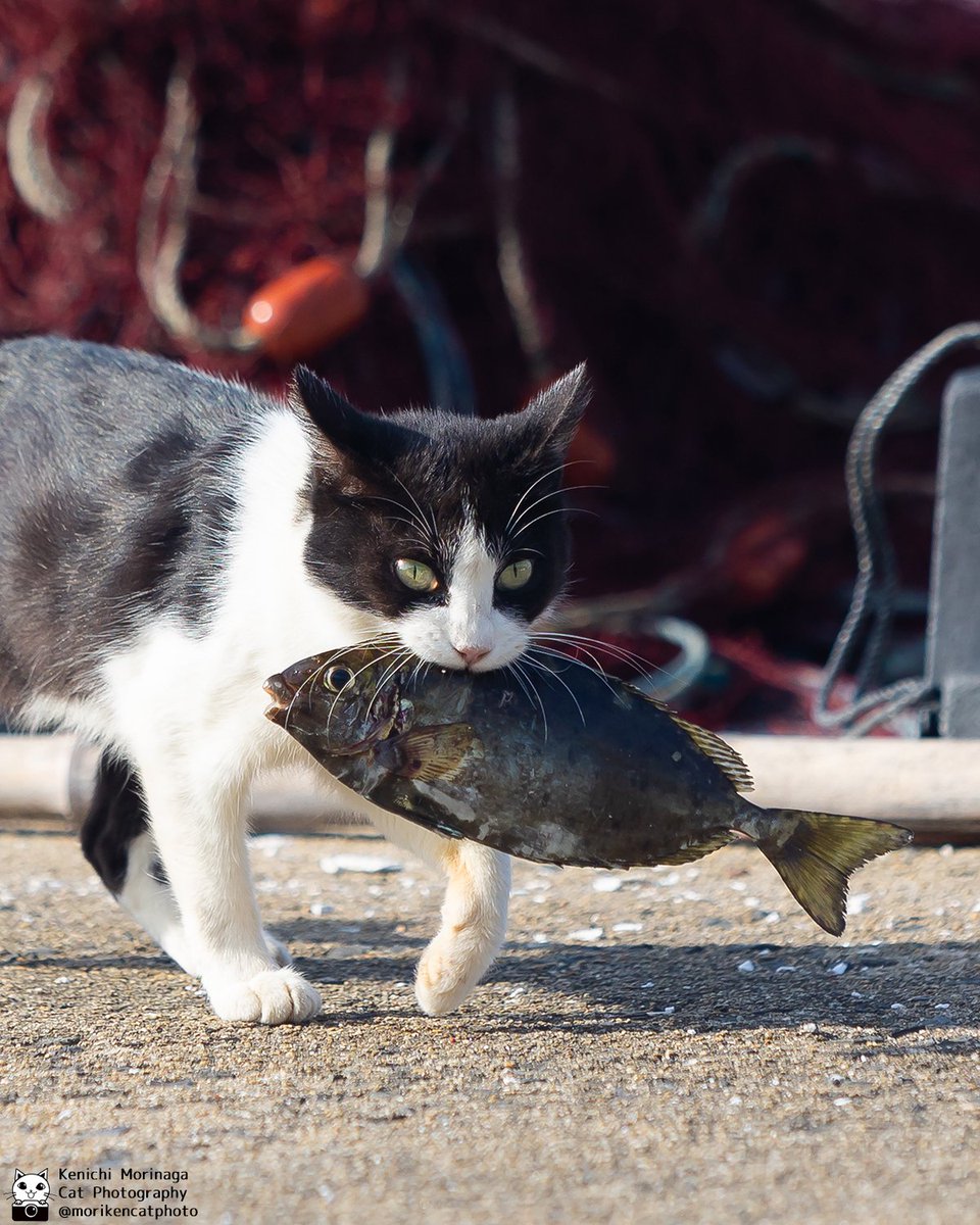 お刺身定食にするにゃん！
でも寿司も食べたい!