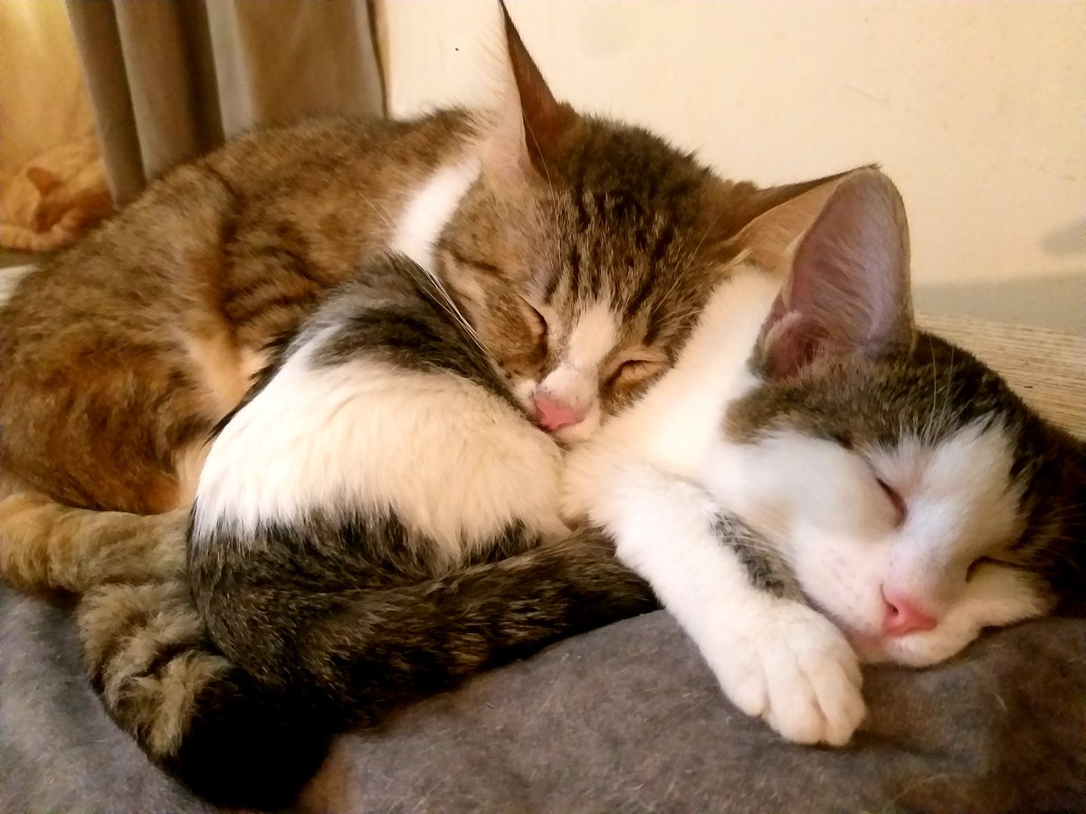 دوستان به چند چیز اساسی احتیاج دارم اگر راهنمایی هم کنین ممنون میشم ،۱ شوفاژ برقی خوبه یا بده؟ چون بخاری نمیشه گذاشت ، وسایل بازی برای گربه ها لازم دارم و و یک میز دو نفره کوچیک برای آشپزخانه جای آشنا دارین با قیمت مناسب بشه گرفت؟