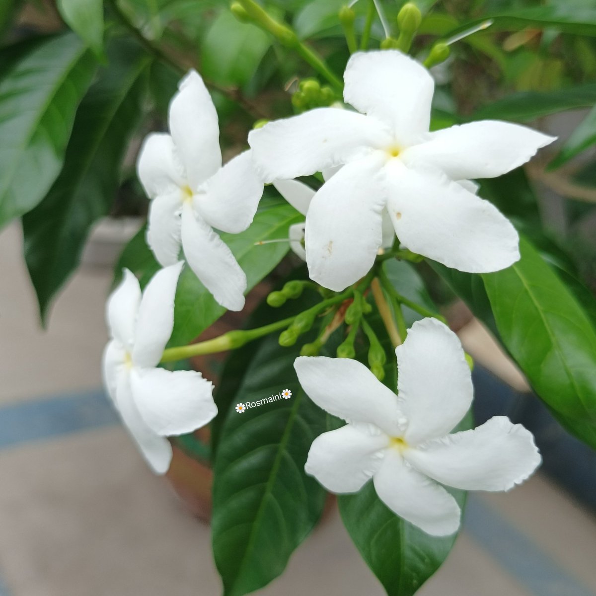 R_o_s_m_a_i_n_i's tweet image. Trust me
My heart loves you
How much i miss you
Even these feelings of mine
I can&apos;t express
In words

✍️📸🌼Rosmaini🌼