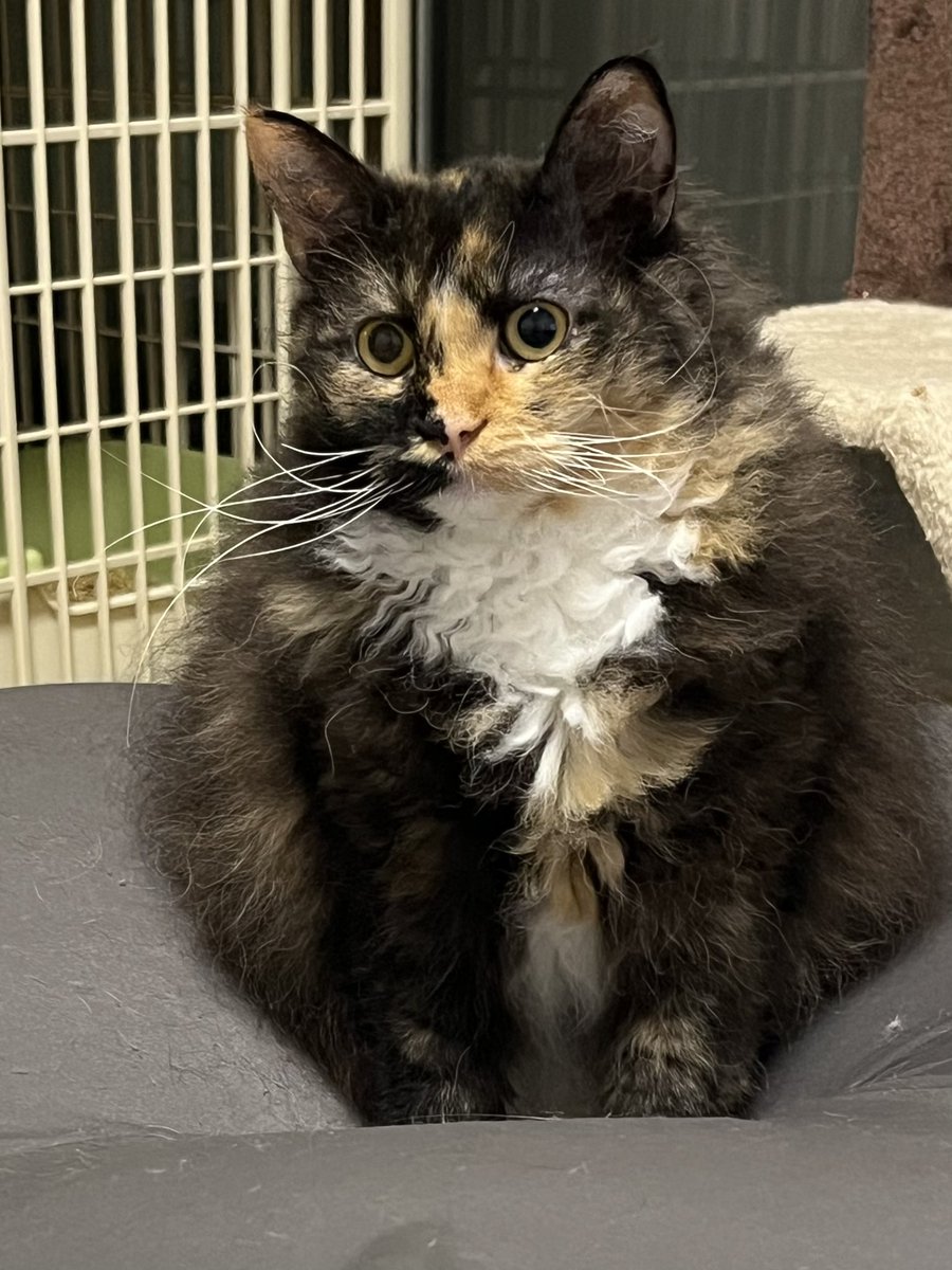 まんまるにトランスフォーム