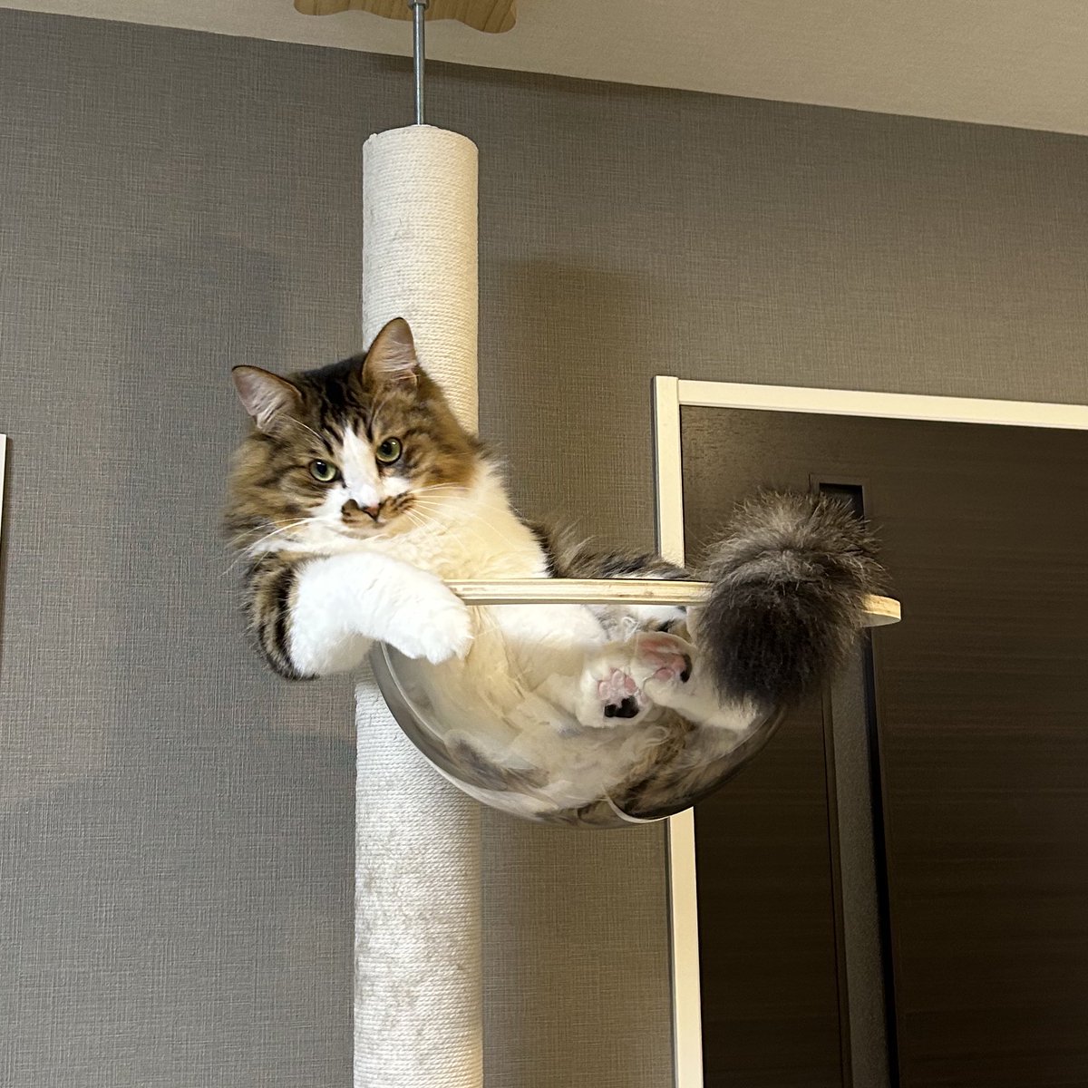 ᒐᯇぽƕ 🍙虚無ギョプサル🍙 (@cp20100513) / Posts / X