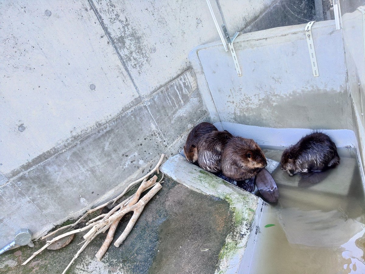 ビーバームーンらしいので