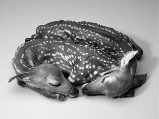 ♱ (@dollstare) on Twitter photo 