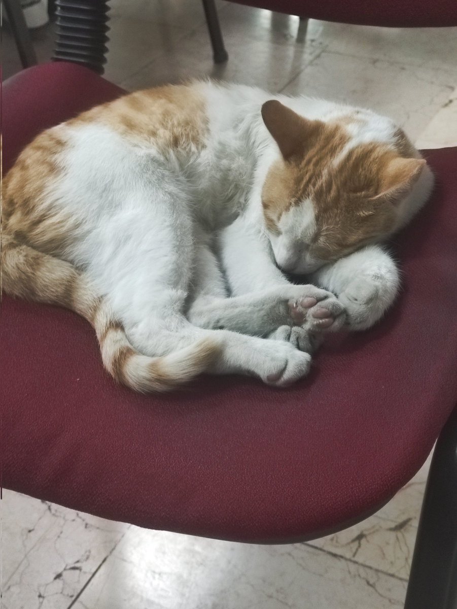 Yat kral hiç keyfini bozma (benden daha çok çsliyor)