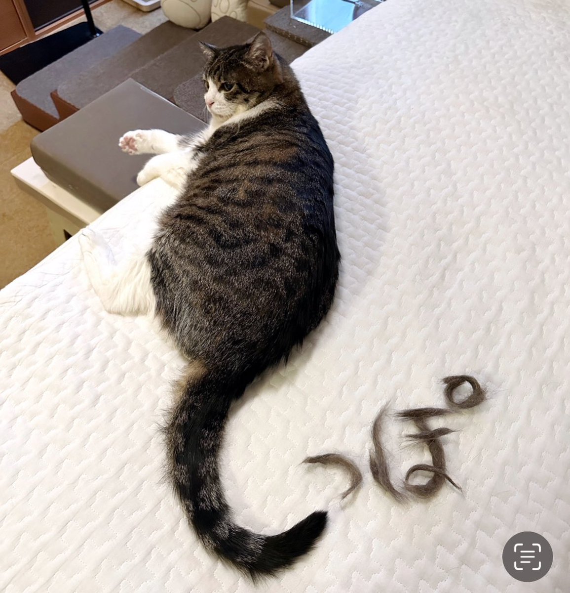 猫好きさんと繋がりたい🐱 (@222n222n) / Posts / X