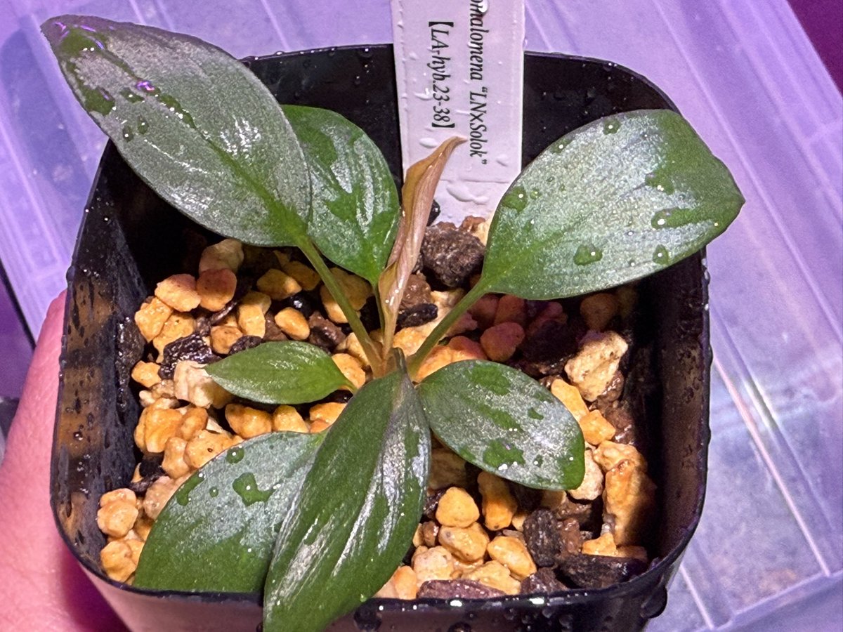 専用！希少！Melastoma sp.Ranau WWR便❣️メラストマ　ソネリラ 希少 Melastoma sp Ranau WWR便 メラストマ ソネリラ 熱帯植物