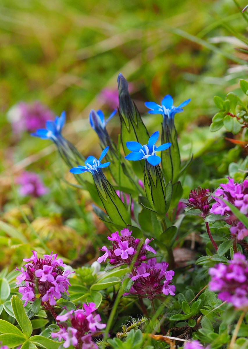 New #GBRedList for vascular plants evaluated 1,720 species.
26% (up from 23% in 2005) assessed as threatened.
Common Restharrow, Marsh-marigold &amp; Harebell: all Vulnerable.
Alpine Gentian: Endangered.
List provides robust evidence &amp; will help prioritise future conservation action.