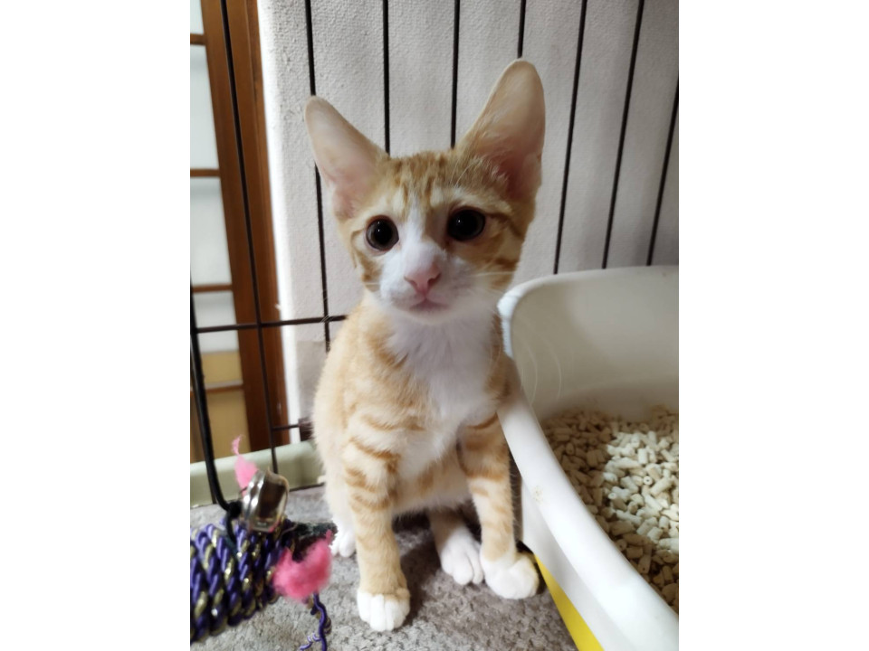 甘えん坊の茶白の男の子
静岡県 ♂ 生後2ヶ月 の"あさと"ちゃんです。
 #猫の里親募集 #静岡県
詳細：neko-jirushi.com/foster/231503/
写真：