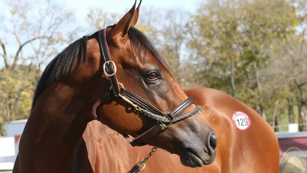 rpbloodstock's tweet image. 💫 "You saw the QEII, she really accelerated at the end, that's what you need in a grass horse. She's all class."

British-bred filly Lush Lips to race on after bringing a sale-topping $3.7 million at Keeneland

Read more here 👉 bit.ly/4nGXWLf