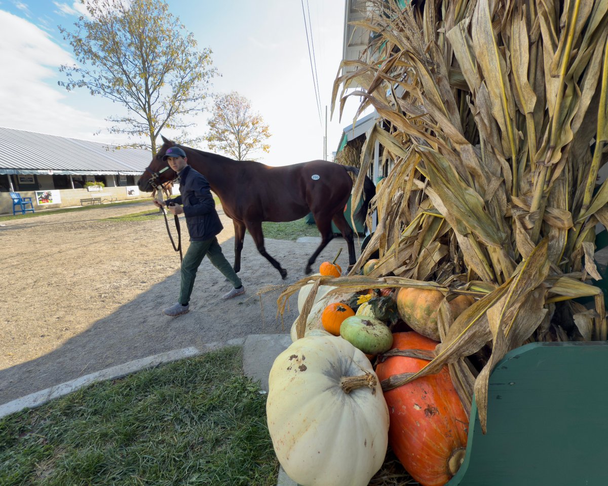 rpbloodstock's tweet image. 💫 "You saw the QEII, she really accelerated at the end, that's what you need in a grass horse. She's all class."

British-bred filly Lush Lips to race on after bringing a sale-topping $3.7 million at Keeneland

Read more here 👉 bit.ly/4nGXWLf