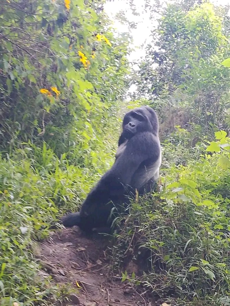 Step into the heart of the jungle and meet Uganda’s mountain gorillas 
Visit Bwindi impenetrable National Park  where nature feels alive. 🇺🇬

#ExploreUganda 
Book an adventure today with <a href="/LenaTours_/">LENA TOURS 🦍</a>