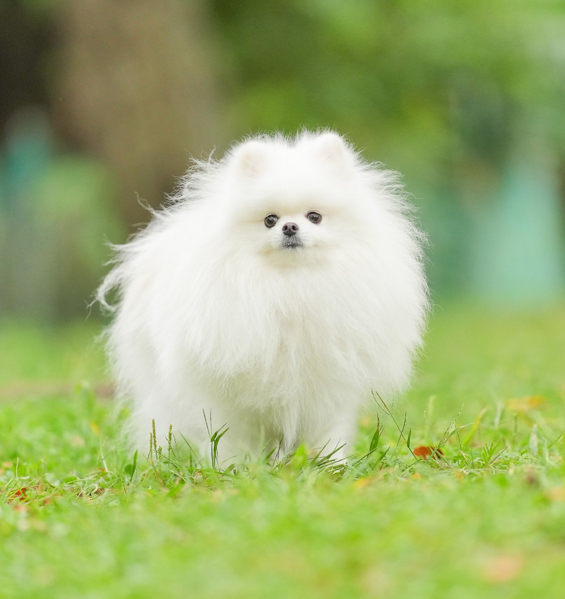 禁断のポメラニアンさ専用 ポメラニアン サブロー 低浮上 (@naaasan3000) / Posts / X