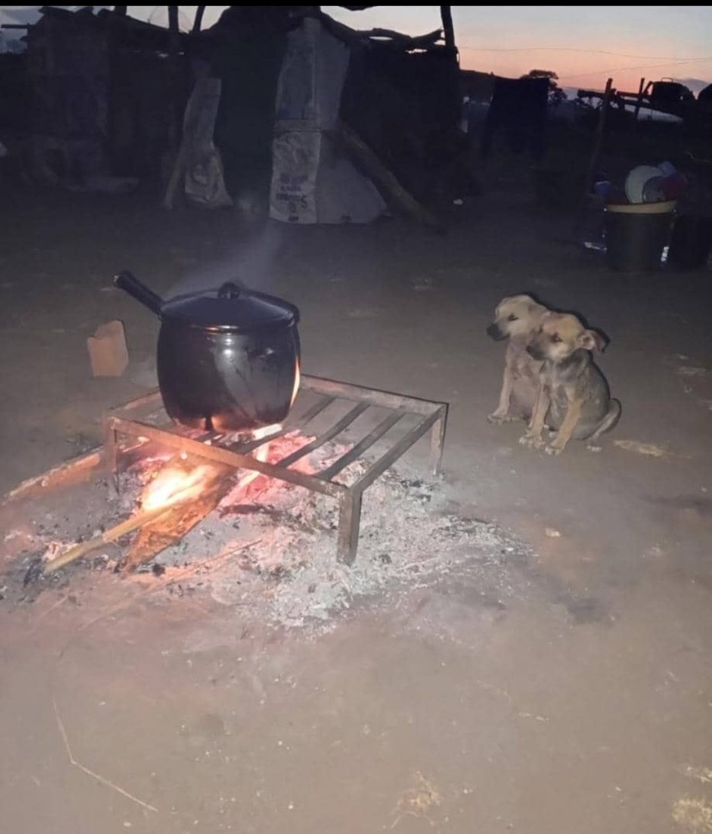 Nashboi9's tweet image. Catch them young 🐶