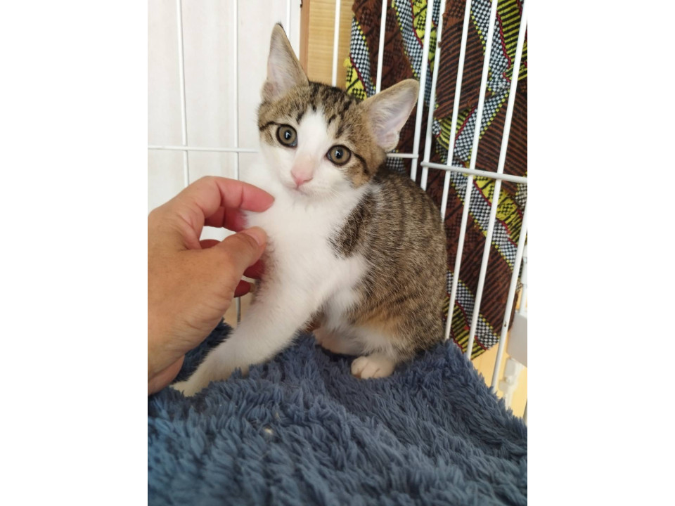 可愛いお顔の男の子
静岡県 ♂ 生後2ヶ月 の"うえま"ちゃんです。
 #猫の里親募集 #静岡県
詳細：neko-jirushi.com/foster/231504/
写真：