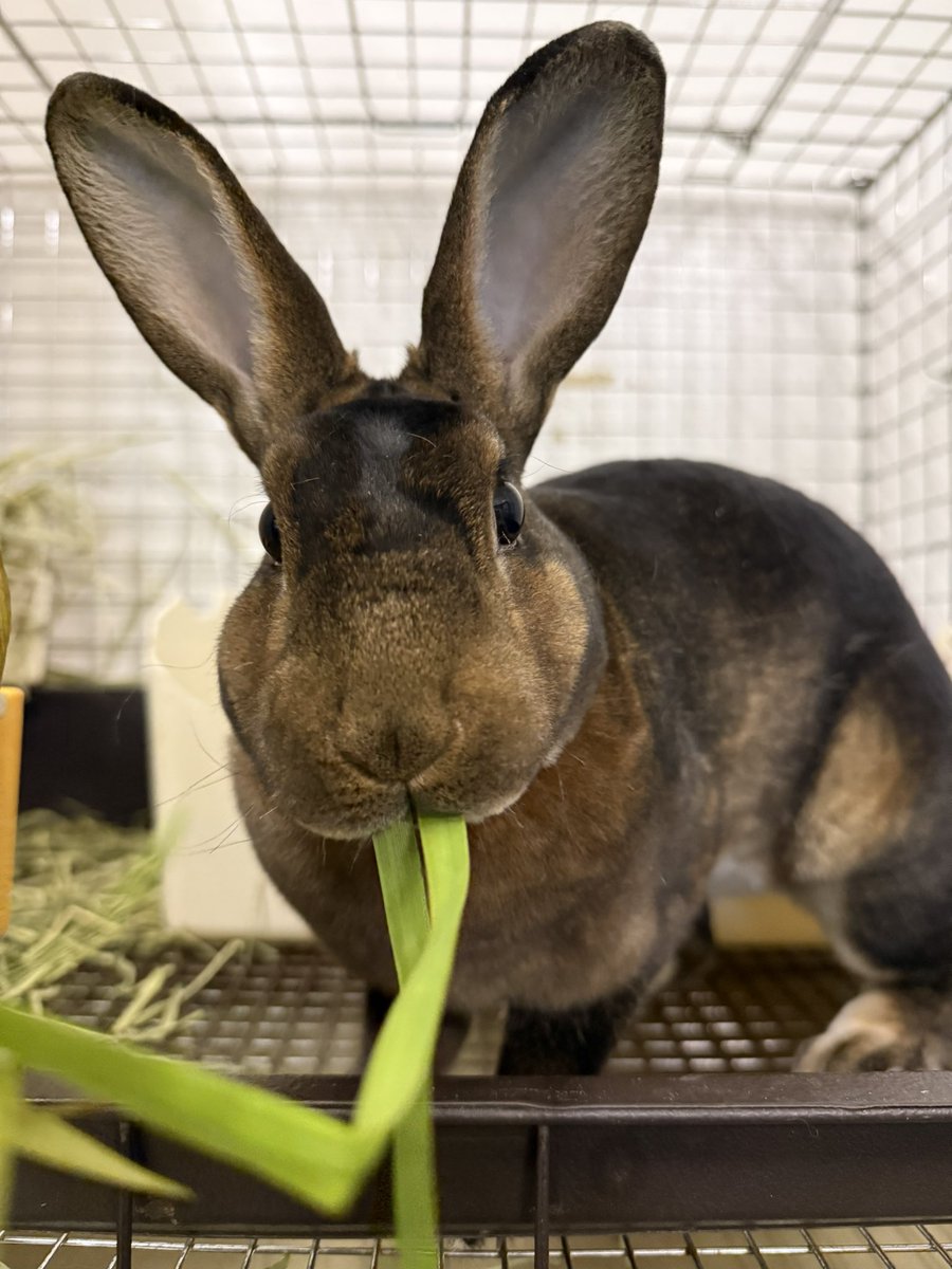 うさぎとCafe🐰うさぎカフェ on X