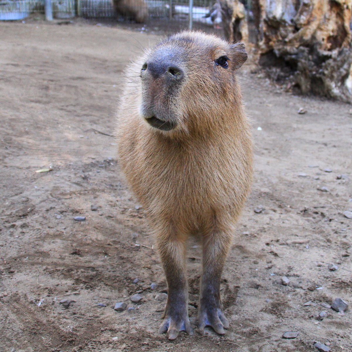 どりーむまっぷ_A_J on X