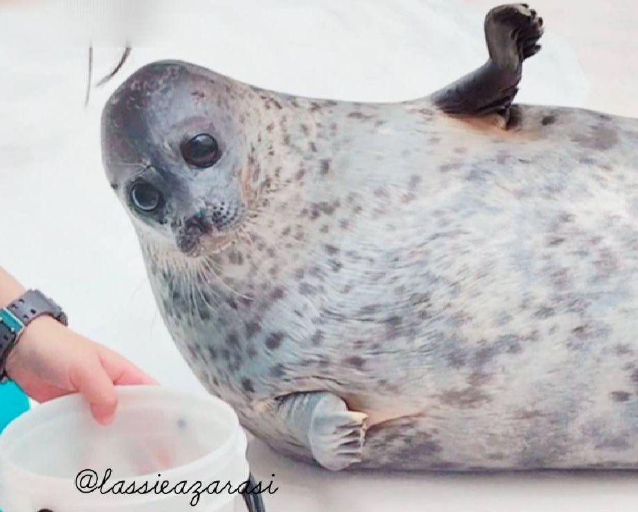 lassie99289125's tweet image. 「お魚 あといくつ？」
 #海遊館  #アザラシ  #seal