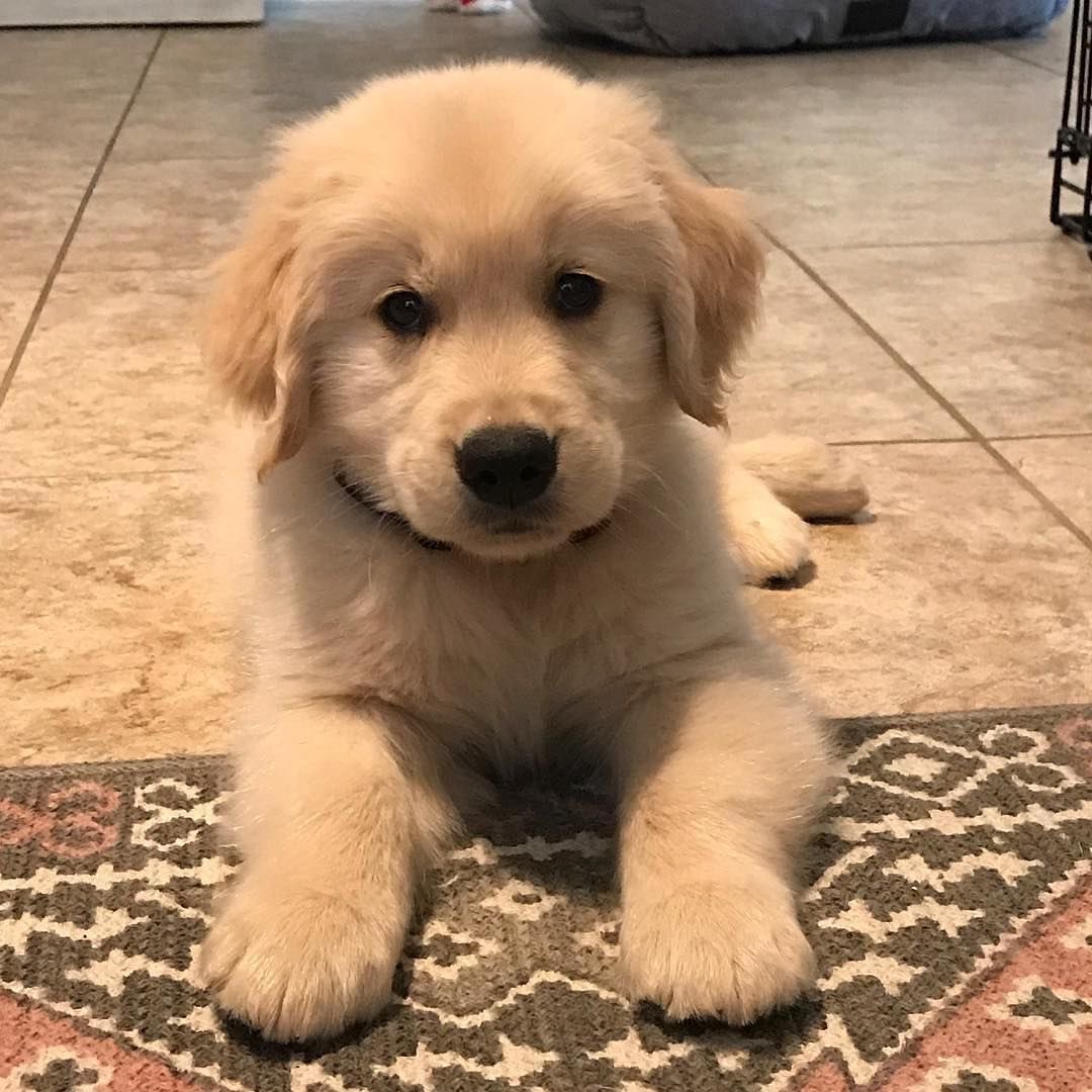 DEFIMAYOR tweet media