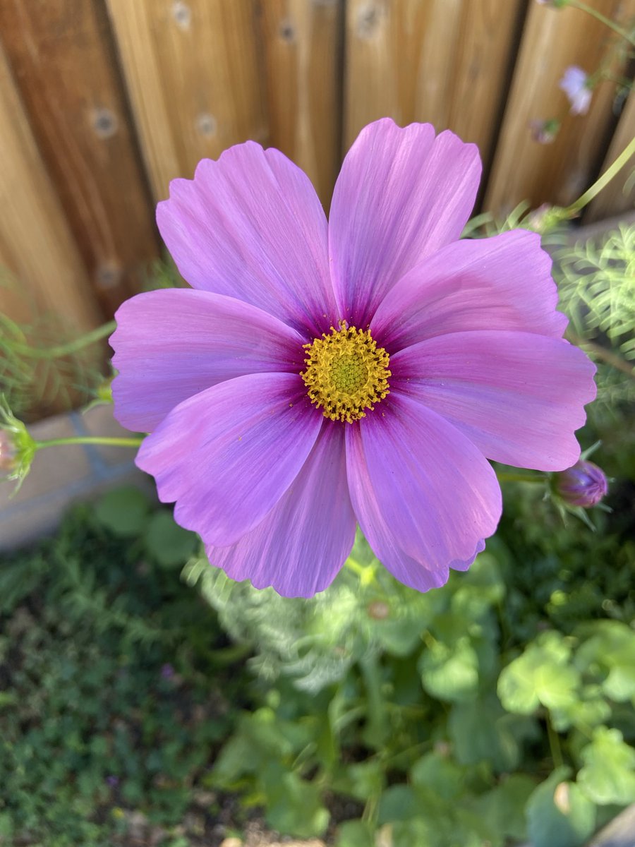 I planted some wildflower seeds in my garden several months ago and forgot about them—but some nice cosmos recently popped up 😀