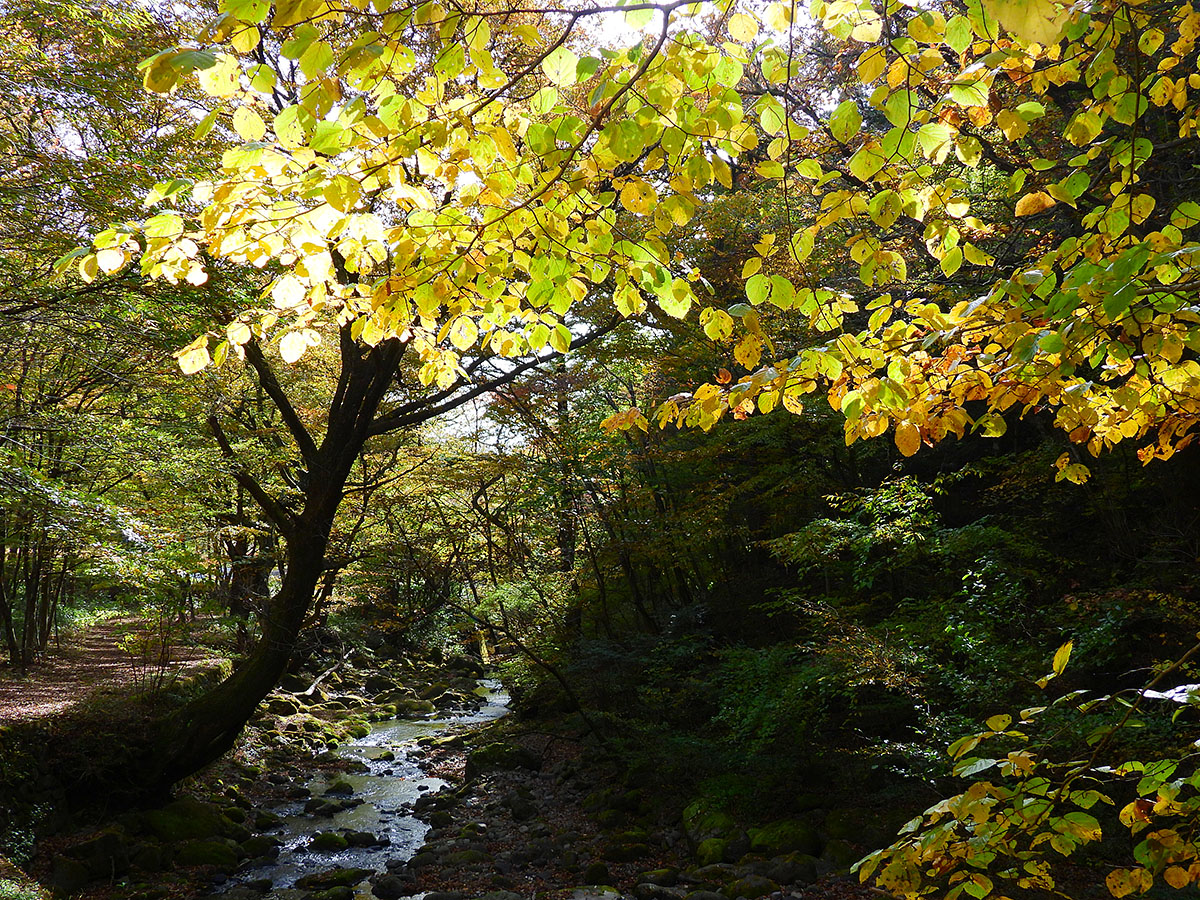 栃木県県民の森 on X