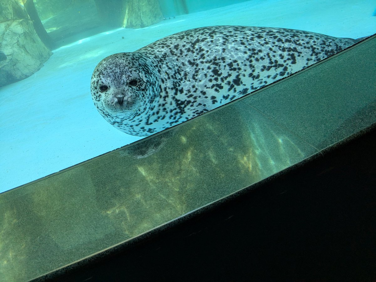 アシカガ様 ピアニカ on X