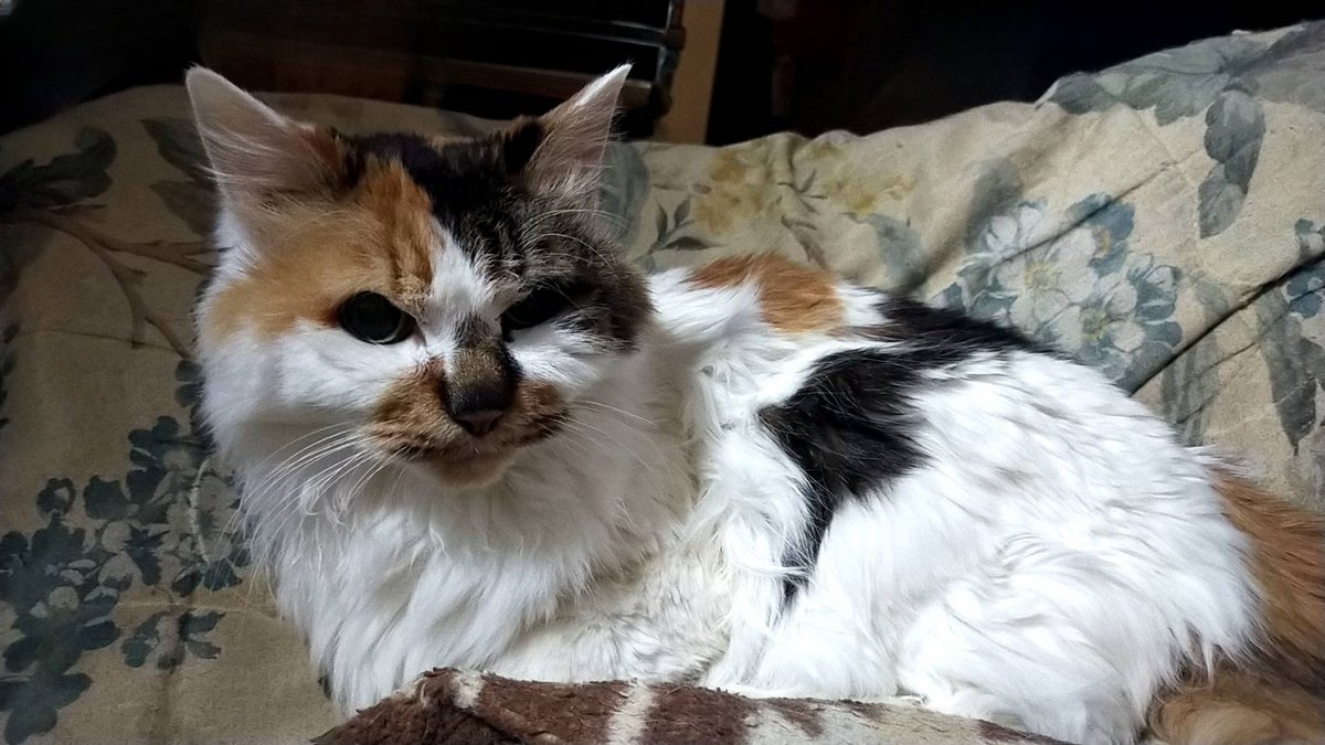 飼っていた4匹の兄妹猫の最後の生き残りが、先週逝ってしまった
20歳と8ヶ月くらいで21歳にはなれなかったけど十分生きたと思います

例のごとく、市の斎場で火葬にしてもらったけど、契約してるお寺の変更で遺骨の最終の行き先は東北のお寺になるとかで他の兄妹猫と別の場所になってしまうのが悲しい