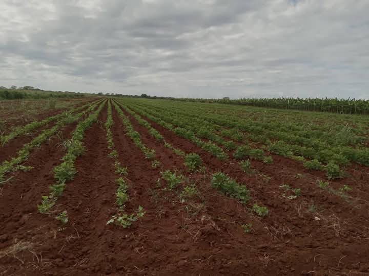 MonzonMidalis's tweet photo. #ANAPMatanzas En la  finca "Los Jimaguas" de la CCS Ciro Redondo del municipio Marti  está presente el buen hacer de toda la familia. Por los caminos de la transición agroecológica avanza este proyecto familiar demostrando que Si Se Puede.
#ANAPCuba
#MatancerosEnVictoria https://t.co/pYrex3GacR