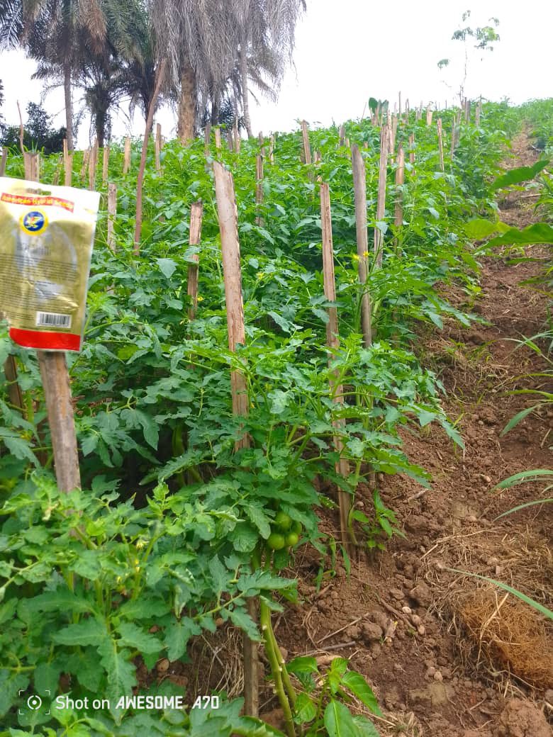 « Ici, l’agroécologie devient une force d’autonomie féminine et de résilience climatique. 🌿💪 #FESO #Agroécologie »