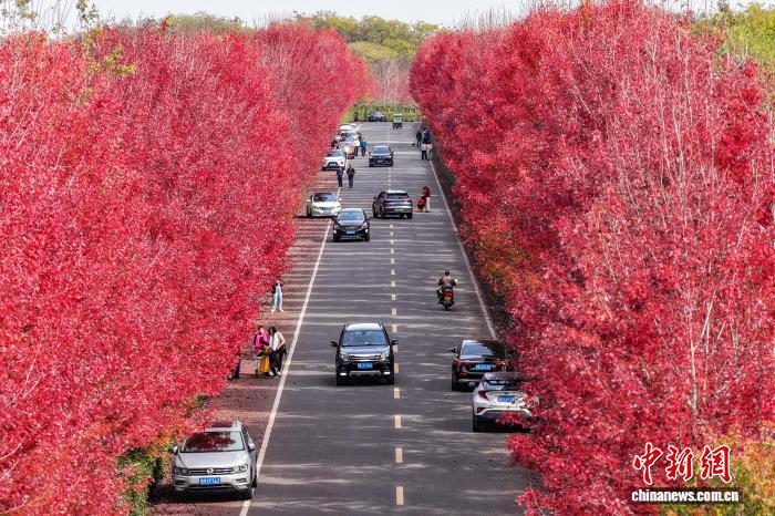 PuebloEnLnea's tweet photo. En Nanjing, provincia de #Jiangsu, al este de China, los #arces de un rojo intenso se mezclan con exuberantes árboles verdes a lo largo de un sereno camino rural, proyectando los audaces tonos del otoño sobre el verdor persistente de la naturaleza. #ChinaBella https://t.co/Zunh1yT5el