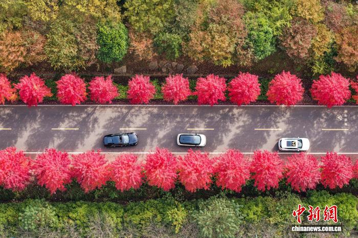 PuebloEnLnea's tweet photo. En Nanjing, provincia de #Jiangsu, al este de China, los #arces de un rojo intenso se mezclan con exuberantes árboles verdes a lo largo de un sereno camino rural, proyectando los audaces tonos del otoño sobre el verdor persistente de la naturaleza. #ChinaBella https://t.co/Zunh1yT5el
