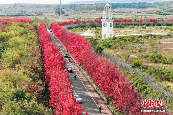 PuebloEnLnea's tweet photo. En Nanjing, provincia de #Jiangsu, al este de China, los #arces de un rojo intenso se mezclan con exuberantes árboles verdes a lo largo de un sereno camino rural, proyectando los audaces tonos del otoño sobre el verdor persistente de la naturaleza. #ChinaBella https://t.co/Zunh1yT5el