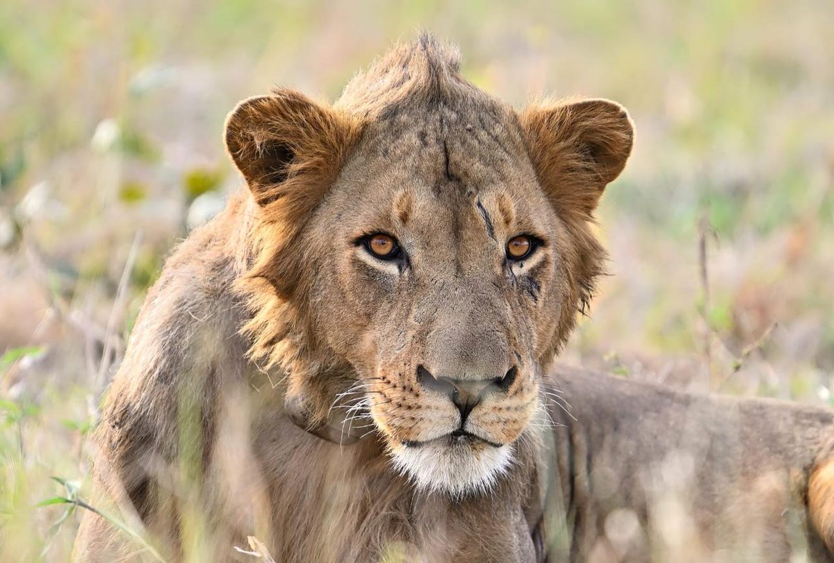 Leões no.parque nacional da #Gorongosa, fotografados por João Fernandes.

#wildlife #NaturePhotography #Africa