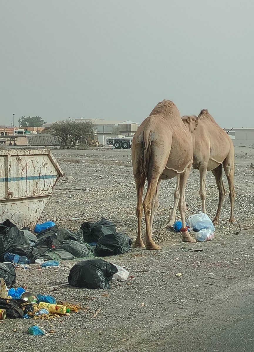 اذا ما عندك فلوس تطعم هذه الدواب فما فيه داعي تربى ماشيه ولا عشان الناس تقول انك راعي بوش وانت ما قادر تطعمهن. نرجوا من الجهات المختصة في جميع محافظات السلطنة تشديد العقوبة على أصحاب هذه المواشي.