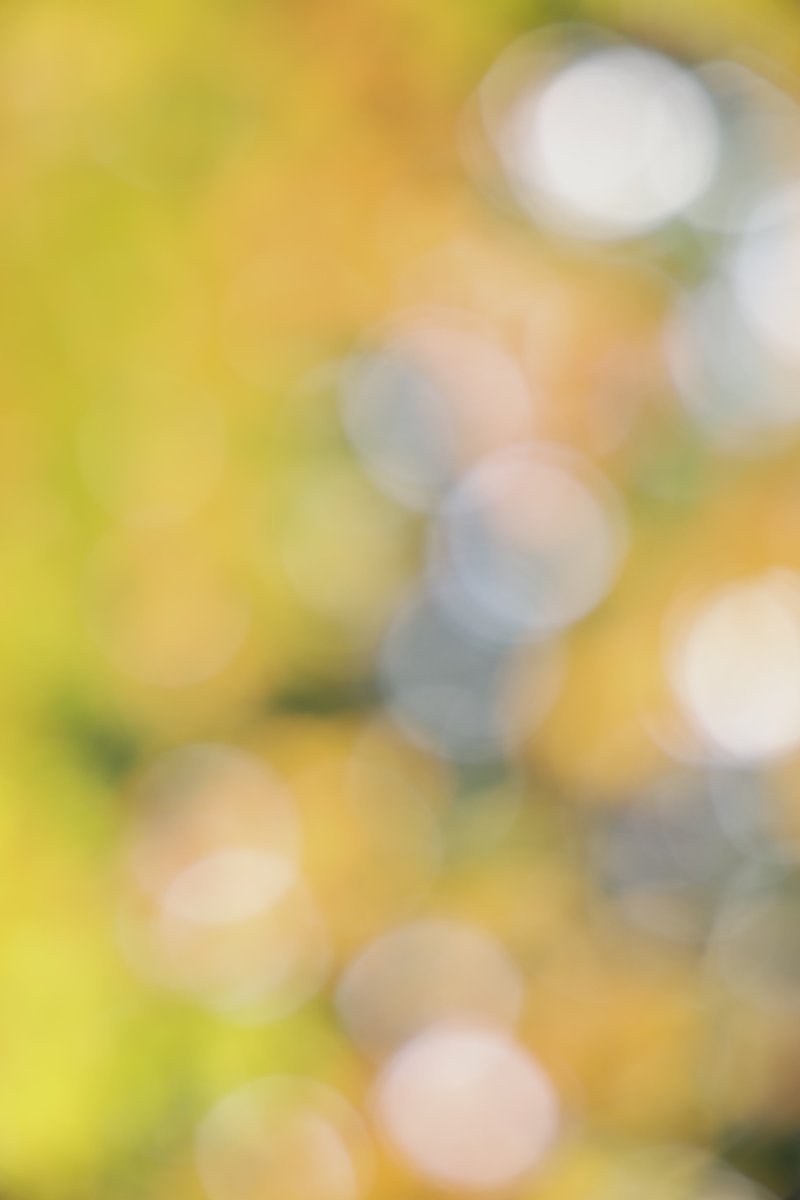 S38Qq9's tweet image. ボケッとしてたって…いんじゃな〜い？
#写真
#EOSR6MarkII