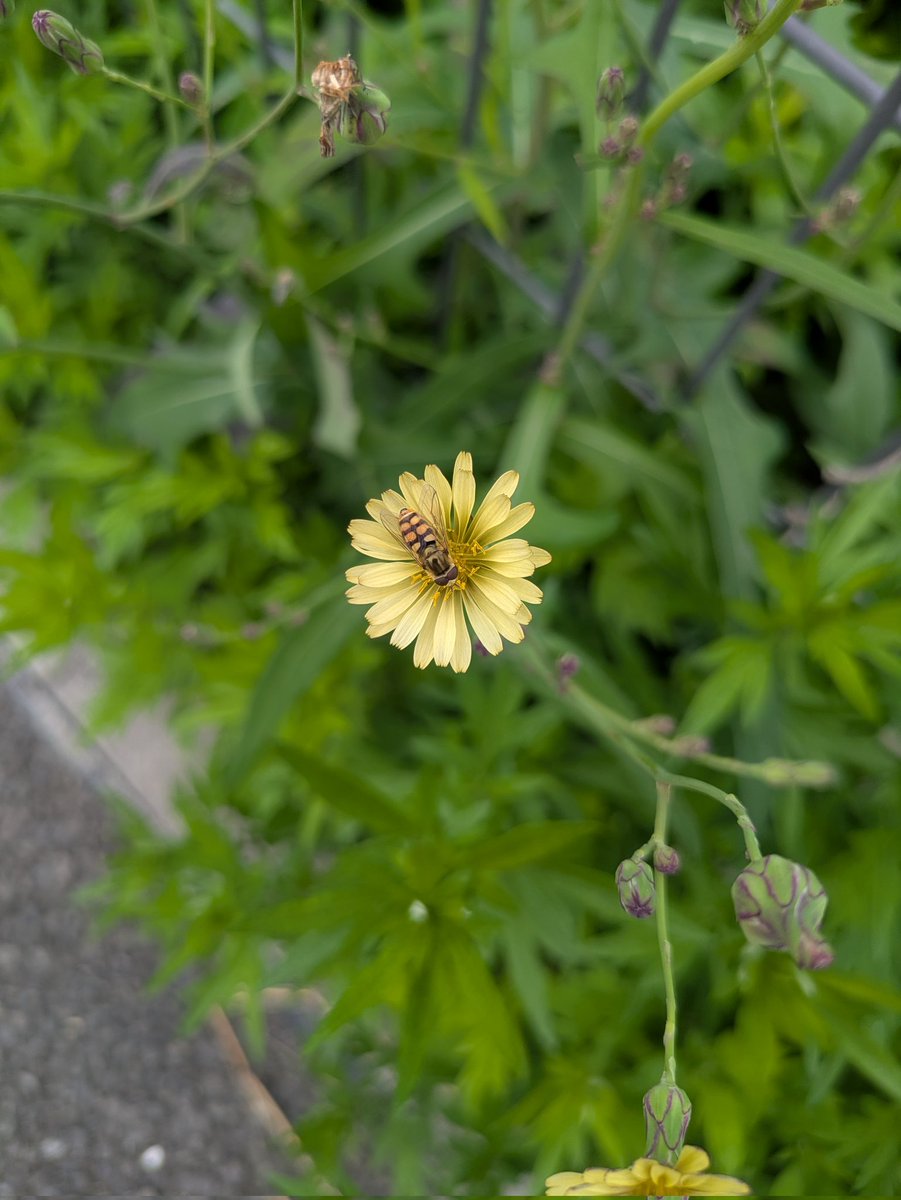 昭和記念公園に行く途中でパチリ。寒いからか、ジッとしていて動かない。秋は物悲しい。