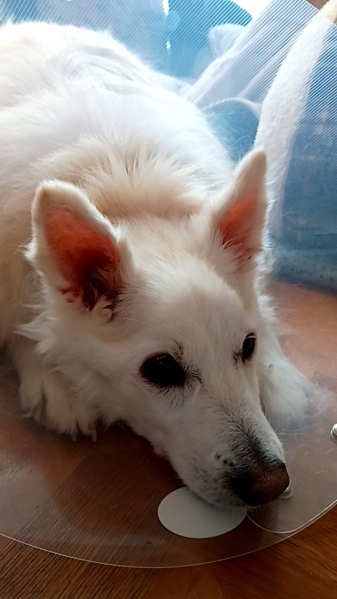 hiro_LC's tweet image. うちのワンコの大怪我の原因の大型犬、今まで３回、今朝で４回目、うちのワンコに噛み付いている（全てノーリード）ご近所の方は気をつけて。
ま、気をつけてもノーリードで襲ってくるから難しいんだけど

#北海道移住
#胆振