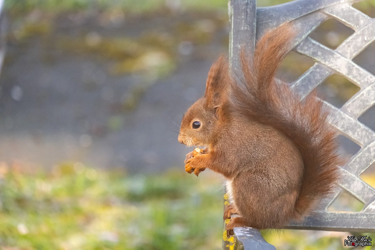 Guten Morgen ihr Lieben. Ich hab mir erstmal einen Stuhl gesichert. Wünsche euch einen schönen Wochenteiler 🥰
#eichhörnchen #eichhörnchenliebe #squirrel #tiere #animal #tier #animals #squirrels #thüringenfotografie #wildlife #puscheltier #fujifilmxs10 #outdoor