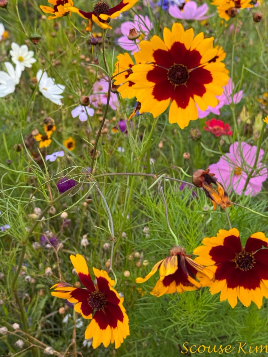 scouse_kim's tweet image. Wed👍🥰