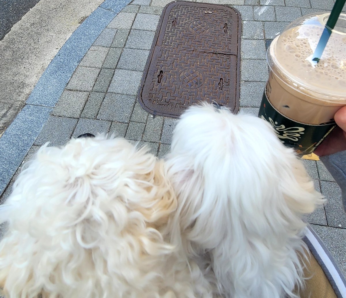 우지커피 얼그레이초코라떼가 맛있다는 소리를 듣고 한번 먹어봤습니다 아주 맛있군뇨!!!