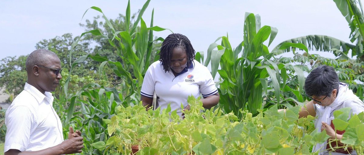 _PABRA's tweet image. In East Africa, pests &amp;amp; diseases threaten bean🫘 production.

As such, Researchers from @BiovIntCIAT_eng &amp;amp; @narouganda are joining forces to monitor, detect &amp;amp; fight these threats through science-based #SustainableAgriculture

Read more👉: 🔗 bit.ly/3LtqPNo