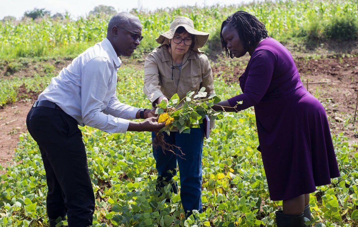 _PABRA's tweet image. In East Africa, pests &amp;amp; diseases threaten bean🫘 production.

As such, Researchers from @BiovIntCIAT_eng &amp;amp; @narouganda are joining forces to monitor, detect &amp;amp; fight these threats through science-based #SustainableAgriculture

Read more👉: 🔗 bit.ly/3LtqPNo