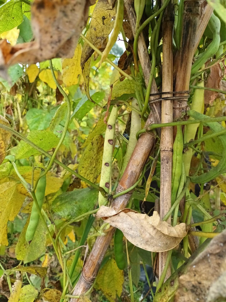 _PABRA's tweet image. In East Africa, pests &amp;amp; diseases threaten bean🫘 production.

As such, Researchers from @BiovIntCIAT_eng &amp;amp; @narouganda are joining forces to monitor, detect &amp;amp; fight these threats through science-based #SustainableAgriculture

Read more👉: 🔗 bit.ly/3LtqPNo