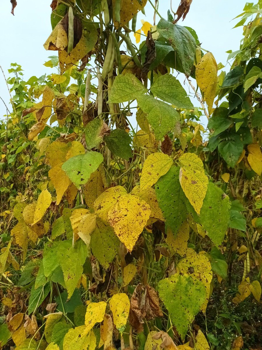 _PABRA's tweet image. In East Africa, pests &amp;amp; diseases threaten bean🫘 production.

As such, Researchers from @BiovIntCIAT_eng &amp;amp; @narouganda are joining forces to monitor, detect &amp;amp; fight these threats through science-based #SustainableAgriculture

Read more👉: 🔗 bit.ly/3LtqPNo