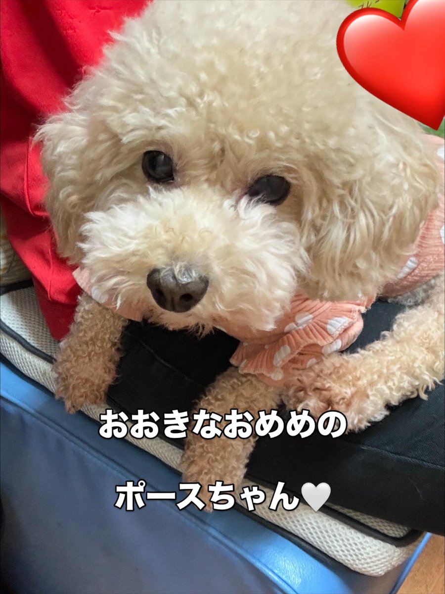 確認ページ♡わんこ 保護犬パーク長居店&トリミングサロン（ラブファイブ:保護犬